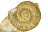 Jurassic Fossil Ammonite, Sea Snail, and Bivalve - Évrecy, France #367909-1